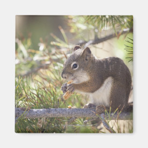 Squirrel eating a pine cone 2 magnet