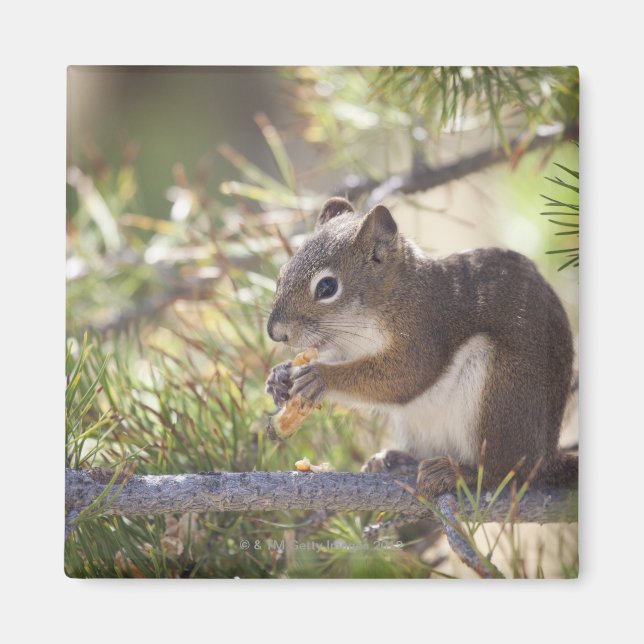 Squirrel eating a pine cone 2 magnet (Front)