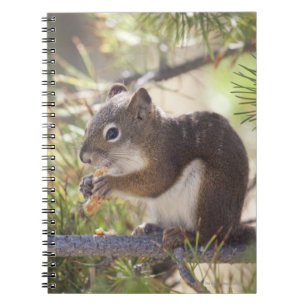 Squirrel eating a pine cone 2 notebook