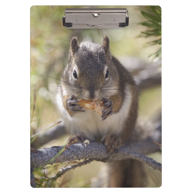 Squirrel eating a pine cone clipboard (Front)