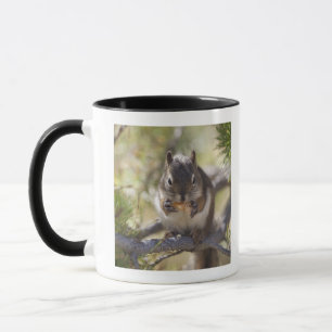Squirrel eating a pine cone mug
