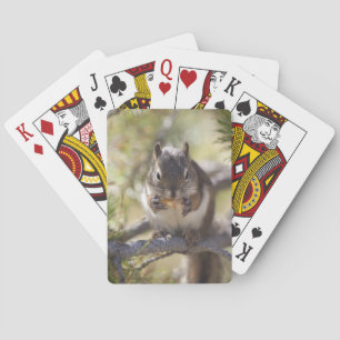 Squirrel eating a pine cone playing cards