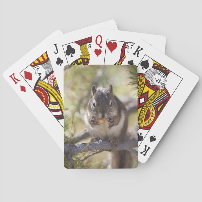 Squirrel eating a pine cone playing cards (Back)
