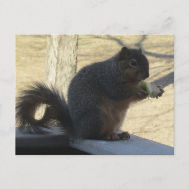 Squirrel Eating An Apple Postcard (Front)