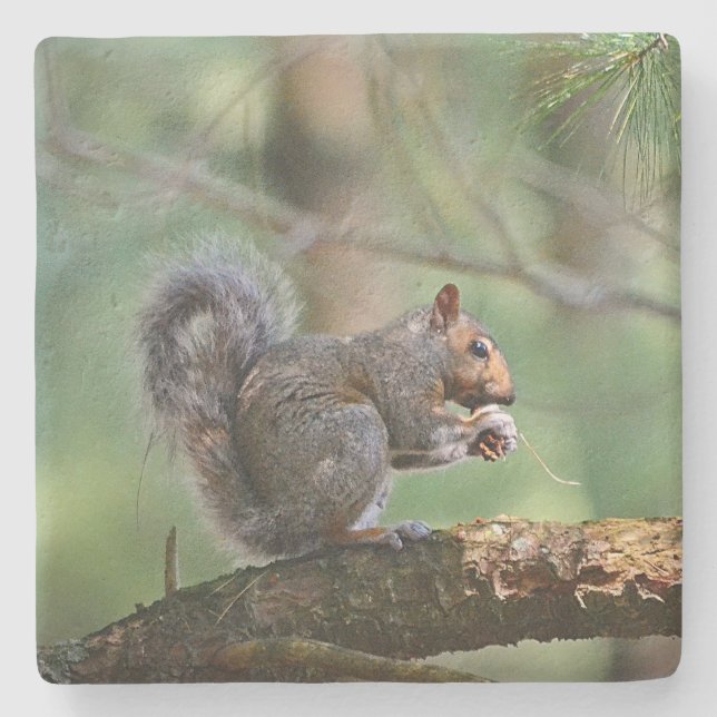 Squirrel Eating Lunch Stone Coaster (Front)