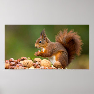 squirrel eating nut poster