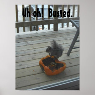 Squirrel eating pumpkin poster