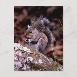 Squirrel enjoying His Meal Postcard