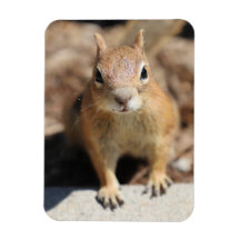 Squirrel Face