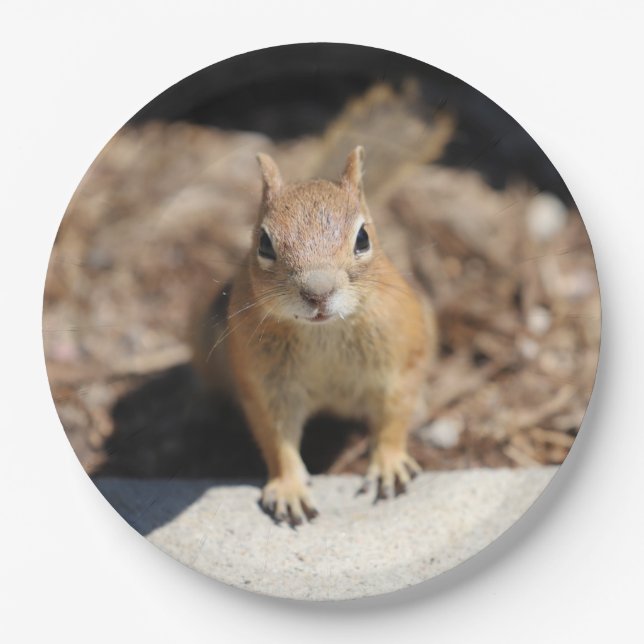 Squirrel Face Paper Plate (Front)