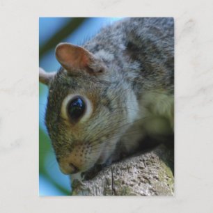 Squirrel Face Postcards