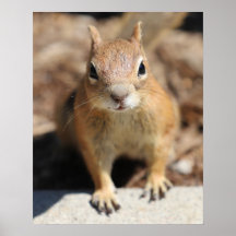 Squirrel Face