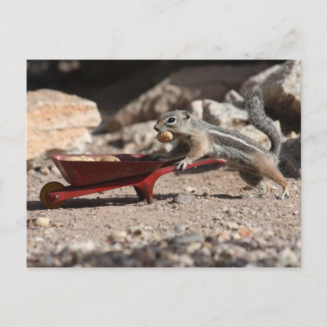 Squirrel Farmer Postcard (Front)