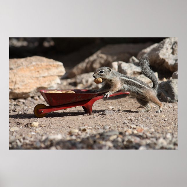 Squirrel Farmer Poster (Front)