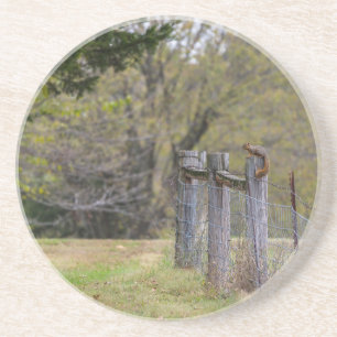 Squirrel Fence Pose Coaster