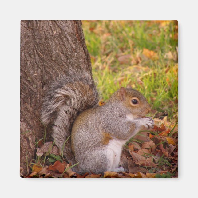 Squirrel Fridge Magnet (Front)