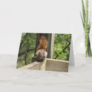 Squirrel Greeting Card