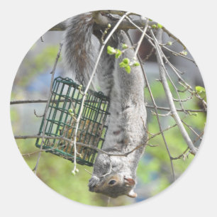 Squirrel hanging around classic round sticker