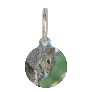Squirrel Hanging in A Tree Pet Tag