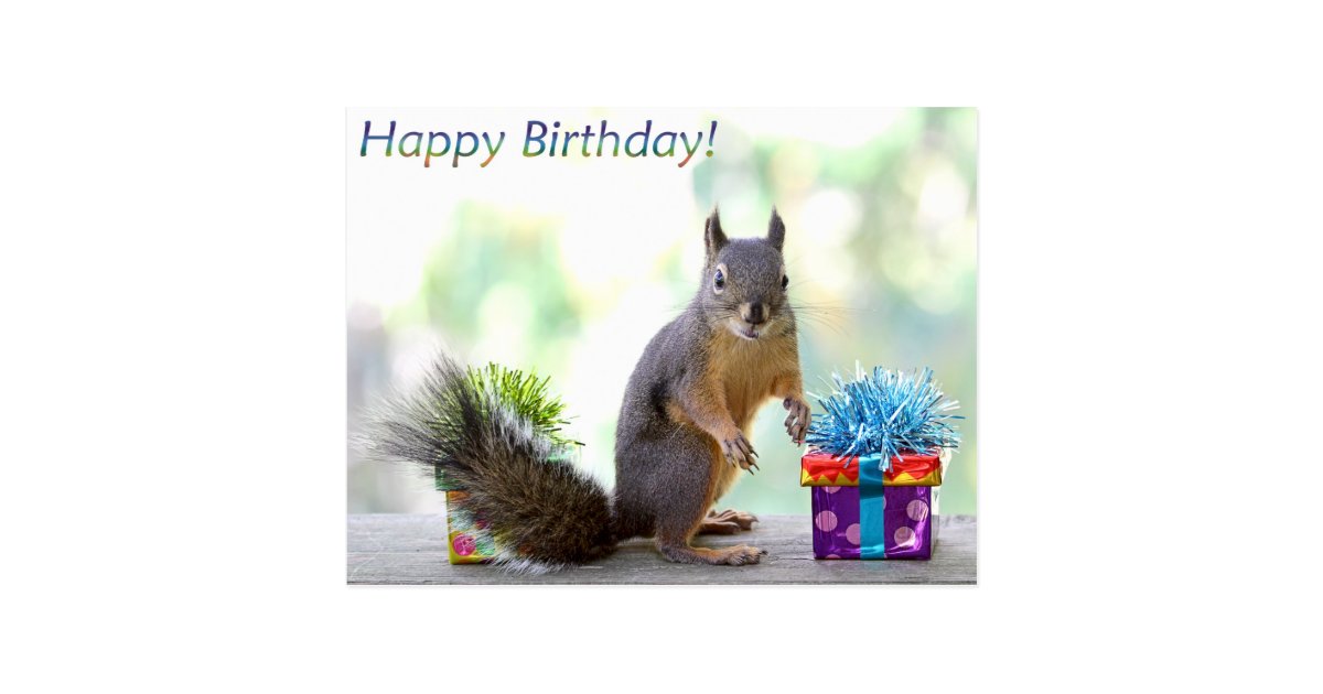 squirrel happy birthday postcard zazzle ca squirrel christmas cards