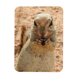 Squirrel having breakfast  magnet