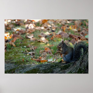 Squirrel holding a nut poster