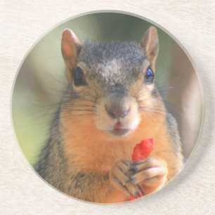 Squirrel Holding Cheese Puff coaster
