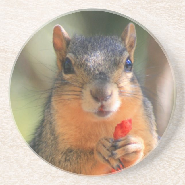 Squirrel Holding Cheese Puff coaster (Front)