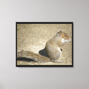 Squirrel Hungry Horatio Canvas Print