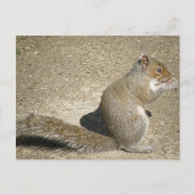 Squirrel Hungry Horatio Postcard (Front)