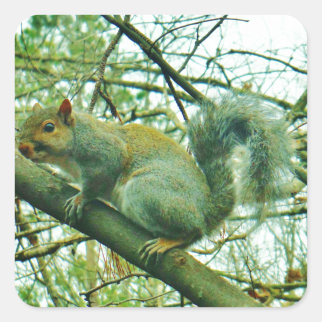 Squirrel in a Light Blue Mist Square Sticker (Front)