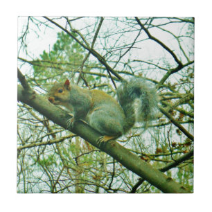 Squirrel in a Light Blue Mist Tile