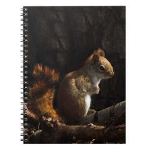 Squirrel in a Patch of Sunlight Notebook