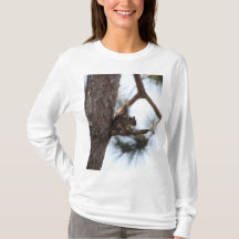 Squirrel in a Pine Tree