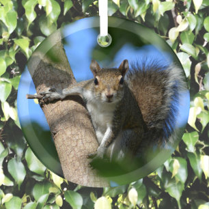 Squirrel in a Tree Photographic Wildlife Glass Ornament