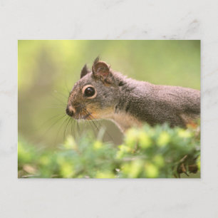 Squirrel in a Tree Postcard