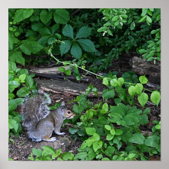 Squirrel in Bushes Poster (Front)