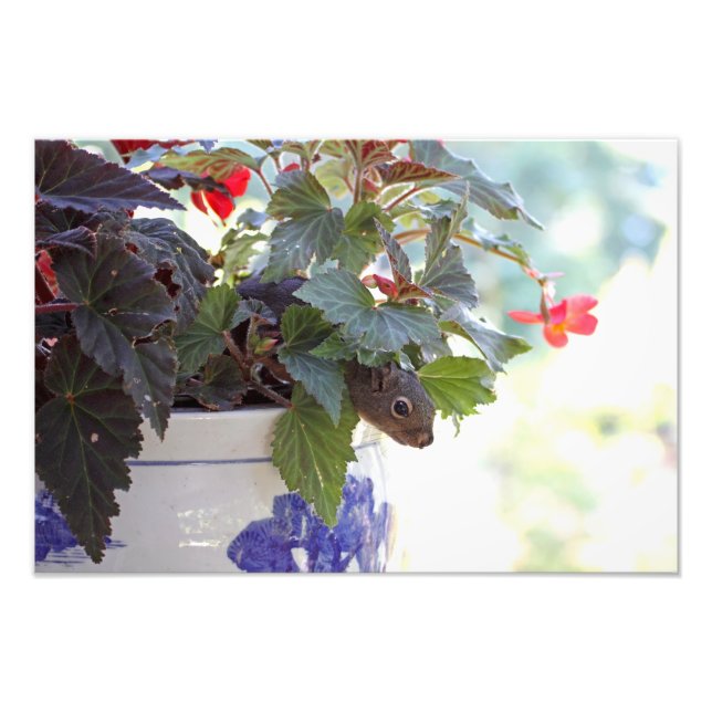 Squirrel in Flower Pot Photo Print (Front)