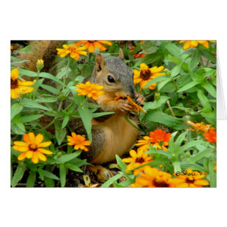 Squirrel In Marigolds (3774)