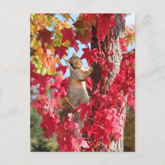 Squirrel in red autumn tree postcard
