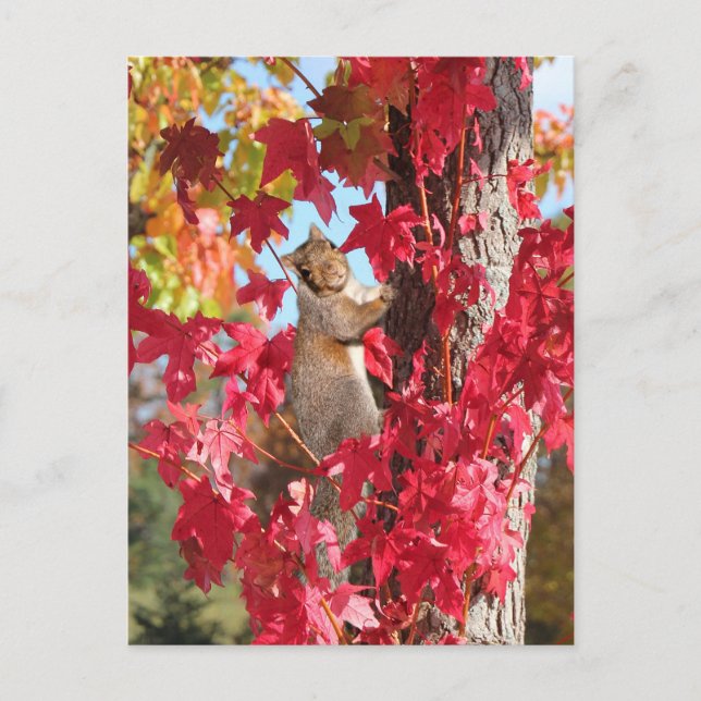 Squirrel in red autumn tree postcard (Front)