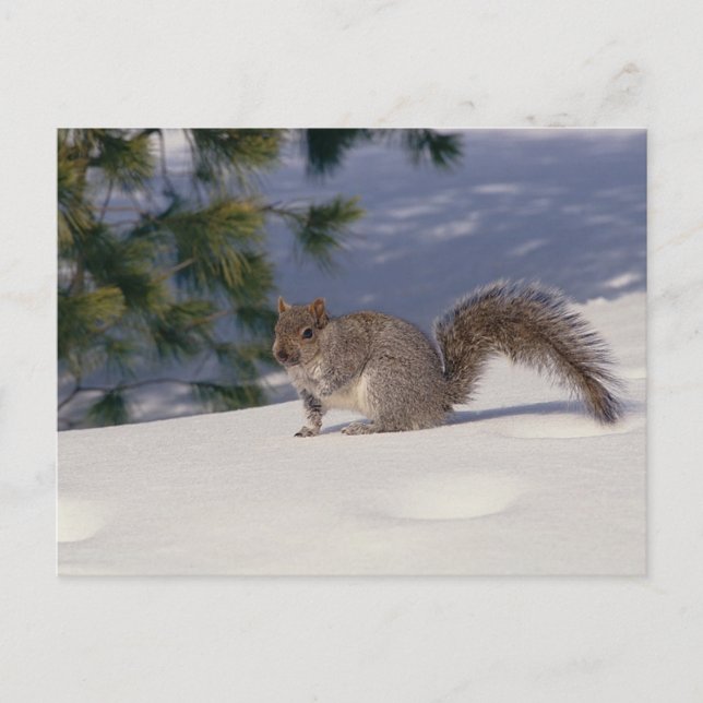 Squirrel in Snow Postcard (Front)