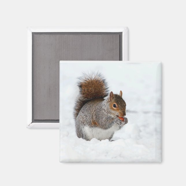Squirrel in Snow with Berry Magnet (Front/Back)