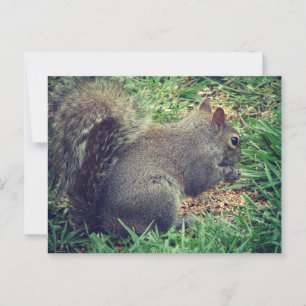 Squirrel in the Bird Seed Postcard