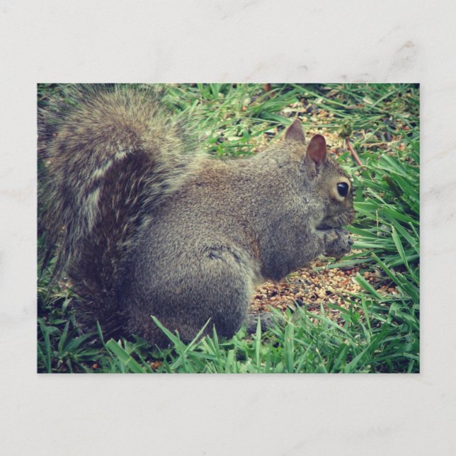 Squirrel in the Bird Seed Postcard (Front)
