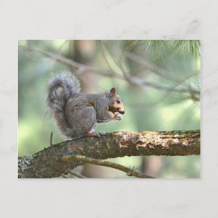 Squirrel In The Pines Postcard