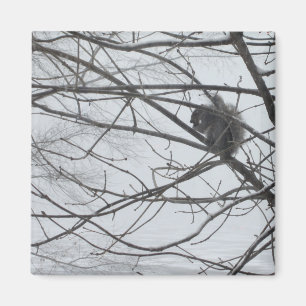 Squirrel in the Snow Magnet