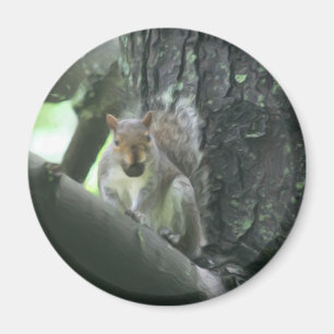 Squirrel In Tree Animal Art Magnet