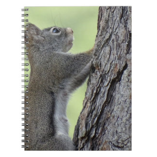 Squirrel in tree notebook