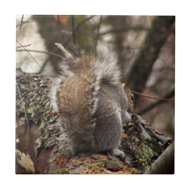 Squirrel in Tree Photo Tile (Front)